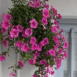 The Botanist Pensiune Skopelos
