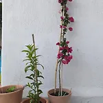 The Botanist