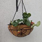 Pensiune The Botanist Skopelos