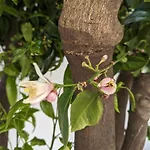 The Botanist Pensiune Skopelos