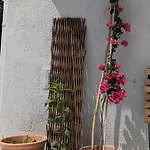 Pensiune The Botanist