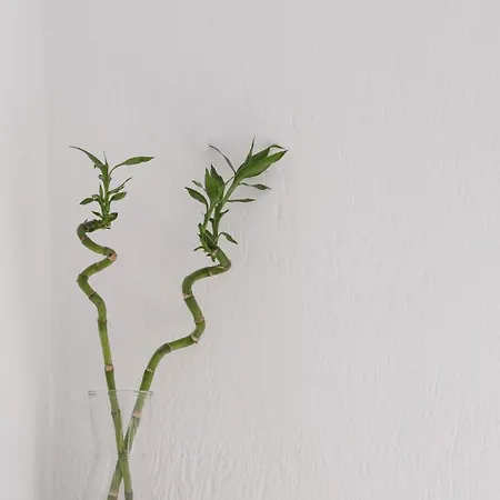 The Botanist 3* سكوبيلوس تاون