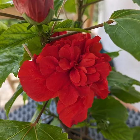 بيت ضيافة The Botanist سكوبيلوس تاون