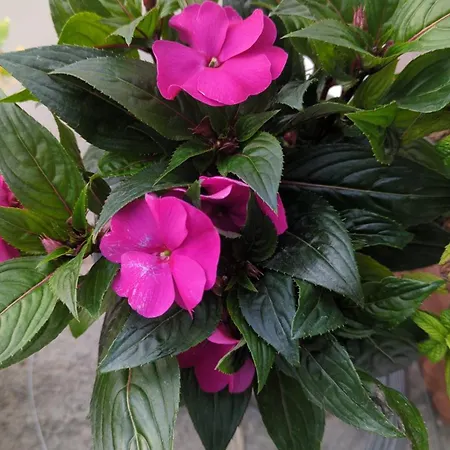 The Botanist * Σκόπελος