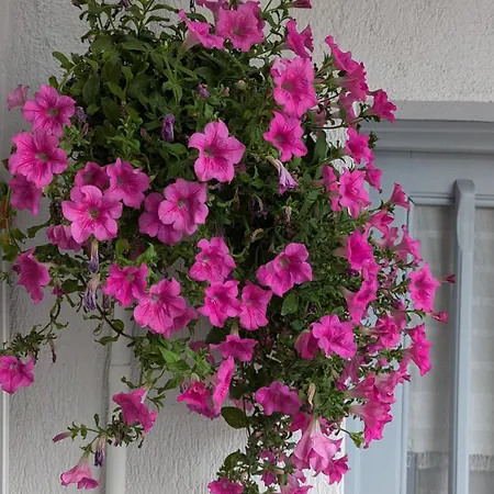 The Botanist بيت ضيافة سكوبيلوس تاون