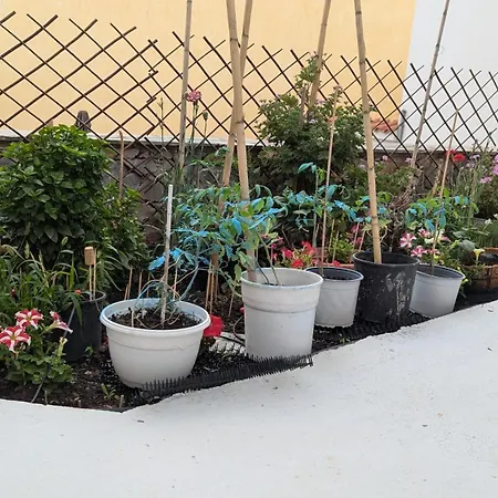 The Botanist Πανσιόν *