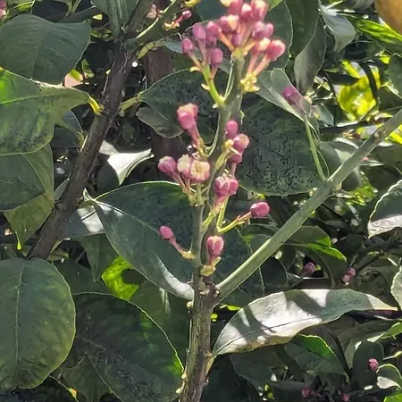 The Botanist 3* سكوبيلوس تاون