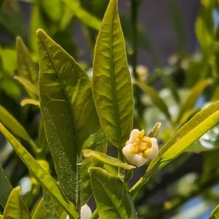 بيت ضيافة The Botanist