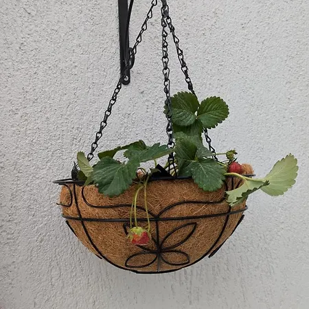 بيت ضيافة The Botanist سكوبيلوس تاون