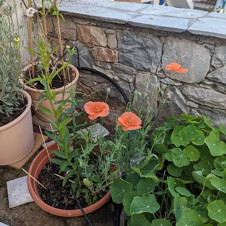 The Botanist Σκόπελος