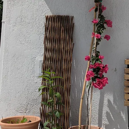 بيت ضيافة The Botanist