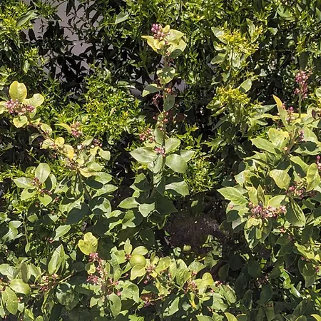 Πανσιόν The Botanist Σκόπελος