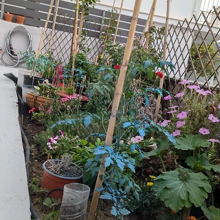 The Botanist بيت ضيافة سكوبيلوس تاون