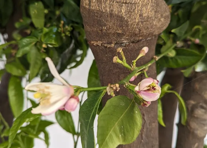 The Botanist Гостевой дом Скопелос